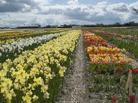 NL, Zuid-Holland, Teylingen, Voorhout 8, Saxifraga-Willem van Kruijsbergen