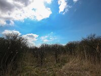 NL, Zuid-Holland, Voorne aan Zee, Oostvoorne, Groene Strand 3, Saxifraga-Bart Vastenhouw