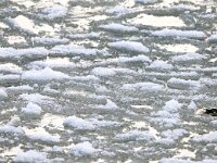 NL, Zuid-Holland, Voorne aan Zee, Westvoorne, Brielse Maas 2, Saxifraga-Bart Vastenhouw