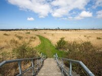 NL, Zuid-Holland, Voorne aan Zee, Westvoorne, Groene Strand 1, Saxifraga-Bart Vastenhouw