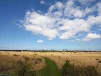 NL, Zuid-Holland, Voorne aan Zee, Westvoorne, Groene Strand 2, Saxifraga-Bart Vastenhouw