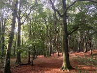 NL, Zuid-Holland, Voorne aan Zee, Westvoorne, Mildenburg 1, Saxifraga-Bart Vastenhouw