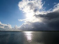 NL, Zuid-Holland, Voorne aan Zee, Westvoorne, Oostvoornse Meer 3, Saxifraga-Bart Vastenhouw