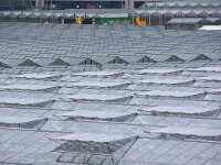 NL, Zuid-Holland, Westland, 's-Gravenzande 3, Saxifraga-Foto Fitis-Sytske Dijksen