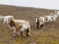NL, Zuid-Holland, Westland, 's-Gravenzande 6, Saxifraga-Foto Fitis-Sytske Dijksen