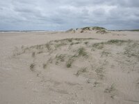 NL, Zuid-Holland, Westland, Monster 22, Saxifraga-Willem van Kruijsbergen