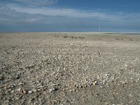 NL, Zuid-Holland, Westland, Ter Heijde 16, Saxifraga-Willem van Kruijsbergen