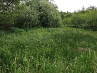 NL, Drenthe, Assen, Deurzerdiep 83, Saxifraga-Hans Boll