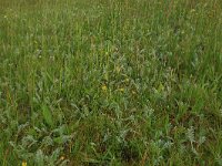 NL, Drenthe, Tynaarlo, Osbroeken 36, Saxifraga-Hans Boll