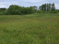 NL, Drenthe, Tynaarlo, Osbroeken 5, Saxifraga-Hans Boll
