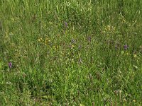 NL, Drenthe, Tynaarlo, Oudemolensche Diep 89, Saxifraga-Hans Boll