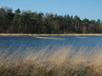 NL, Drenthe, Westerveld, Dwingelder Veld, Zandveen 2, Saxifraga-Marijke Verhagen