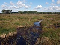 NL, Drenthe, Westerveld, Havelterberg 38, Saxifraga-Hans Dekker