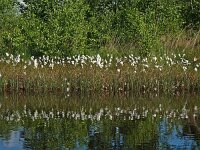 NL, Drenthe, Westerveld, Lange Poel 3, Saxifraga-Hans Dekker