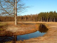 NL, Drenthe, Westerveld, Tilgrup 1, Saxifraga-Hans Dekker  JENOPTIK DIGITAL CAMERA