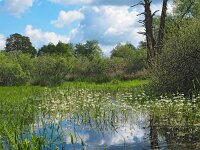 NL, Drenthe, Westerveld, Vledder Aa 10, Saxifraga-Hans Dekker