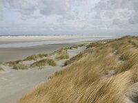 NL, Friesland, Ameland, Lange Duinen, Groene strand 1, Saxifraga-Hans Boll