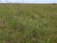 NL, Friesland, Noardeast-Fryslan, Bantpolder 4, Saxifraga-Hans Boll