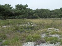 NL, Friesland, Ooststellingwerf, Delleboersterheide 2, Saxifraga-Willem van Kruijsbergen