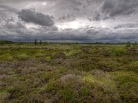 NL, Friesland, Opsterland, Lippenhuisterheide 2, Saxifraga-Rudmer Zwerver : Netherlands, dutch, landscape, natural, nature, spring, springtime, summer