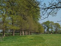 NL, Friesland, Sudwest-Fryslan, Makkum 6, Saxifraga-Hans Dekker