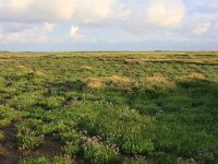 NL, Friesland, Terschelling, Boschplaat 67, Saxifraga-Hans Boll