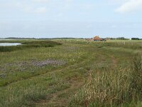 NL, Friesland, Terschelling, De Grie 16, Saxifraga-Dirk Hilbers
