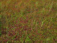 NL, Friesland, Terschelling, Hoorn 1, Saxifraga-Hans Boll