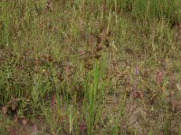 NL, Friesland, Terschelling, Hoorn 9, Saxifraga-Hans Boll