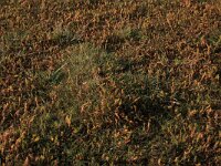 NL, Friesland, Terschelling, Noordsvaarder 46, Saxifraga-Hans Boll