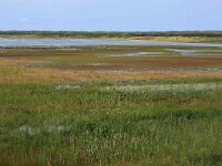 NL, Friesland, Vlieland, Derde Kroons Polder 11, Saxifraga-Hans Boll