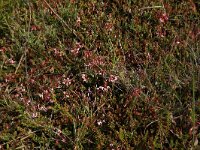 NL, Friesland, Vlieland, Kooisplek 51, Saxifraga-Hans Boll