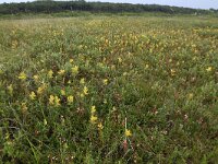 NL, Friesland, Vlieland, Kooisplek 57, Saxifraga-Hans Boll
