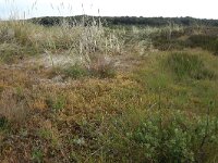 NL, Friesland, Vlieland, Kooispleklid 4, Saxifraga-Hans Boll