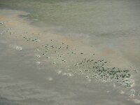 NL, Friesland, Vlieland, Richel 1, Saxifraga-Foto Fitis-Sytske Dijksen