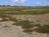 NL, Friesland, Vlieland, Tweede Kroons Polder 13, Saxifraga-Hans Boll