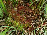 NL, Gelderland, Berg en Dal, De Bruuk 201, Saxifraga-Hans Boll