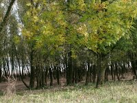 NL, Gelderland, Beuningen, Staartjeswaard 2, Saxifraga-Hans Boll
