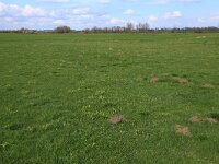 NL, Gelderland, Brummen, Cortenoever 39, Saxifraga-Hans Boll