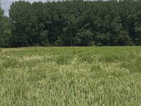 NL, Gelderland, Buren, Zoelen 13, Saxifraga-Willem van Kruijsbergen