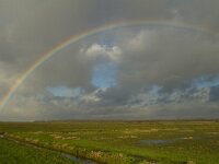 NL, Gelderland, Nijkerk, Arkemheen 21, Saxifraga-Jan Nijendijk