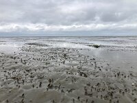 NL, Groningen, Het Hogeland, Pieterburen 62, Saxifraga-Willem van Kruijsbergen