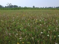 NL, Groningen, Het Hogeland, Robbenoord 3, Saxifraga-Hans Boll