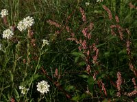 NL, Limburg, Gennep, Milsbeek 1, Saxifraga-Hans Boll