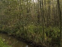 NL, Limburg, Weert, Roeventerpeel 4, Saxifraga-Jan van der Straaten