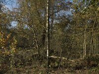 NL, Limburg, Weert, Stramprooierheide 8, Saxifraga-Marijke Verhagen