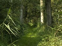 NL, Limburg, Weert, Wijfelterbroek 22, Saxifraga-Jan van der Straaten