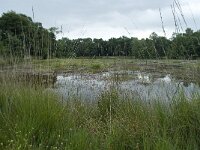 NL, Overijssel, Haaksbergen, Buurserzand, Buursermeertje 6, Saxifraga-Willem van Kruijsbergen