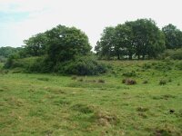 NL, Overijssel, Ommen, Junner koeland 18, Saxifraga-Willem van Kruijsbergen