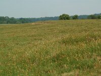 NL, Overijssel, Ommen, Junner koeland 20, Saxifraga-Willem van Kruijsbergen